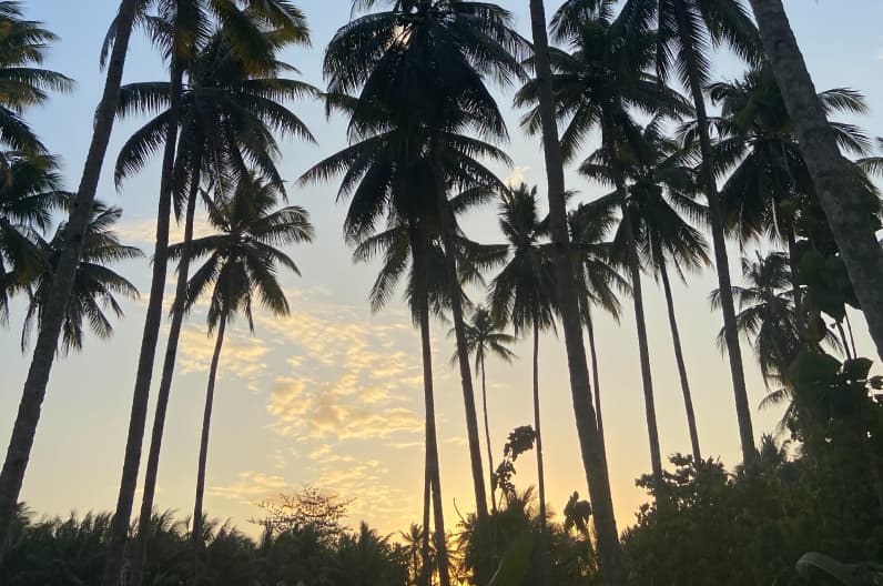 Kebun kelapa Muna