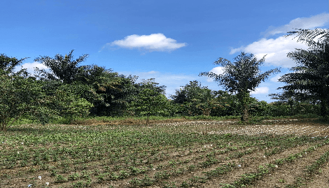 Ladang Nilam